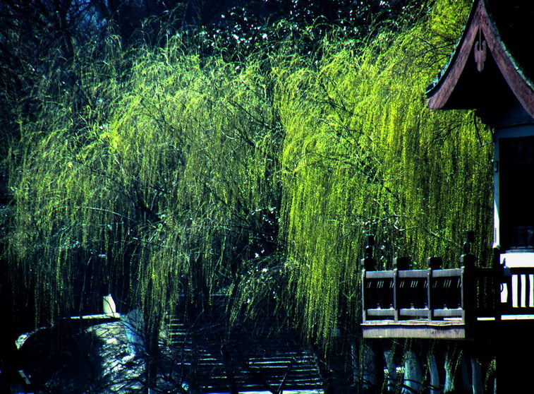 处处绿柳处处春08-ss.jpg