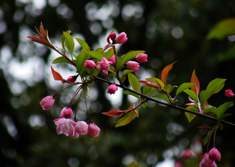 海棠06.jpg