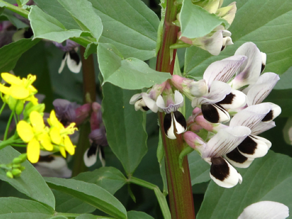 再过个把月，就能吃到新蚕豆了。