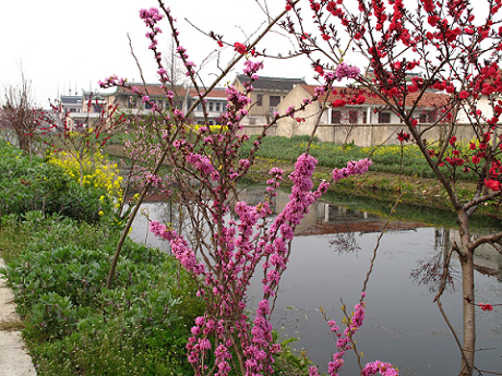 数数看，图里有几种花