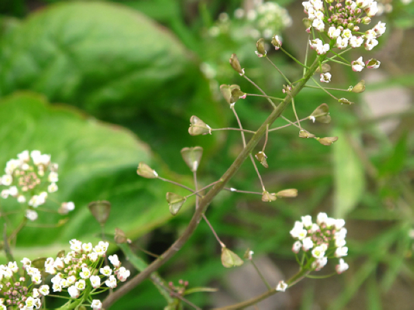 春在溪头荠菜花