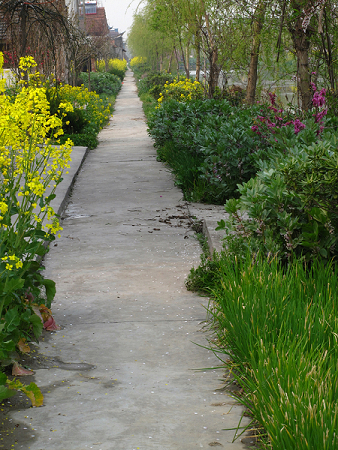 充满生机的小路