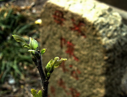 年久墓碑前  生命在绽放sssss.jpg