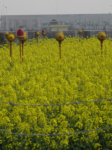 菜花地里竖的什么东东？