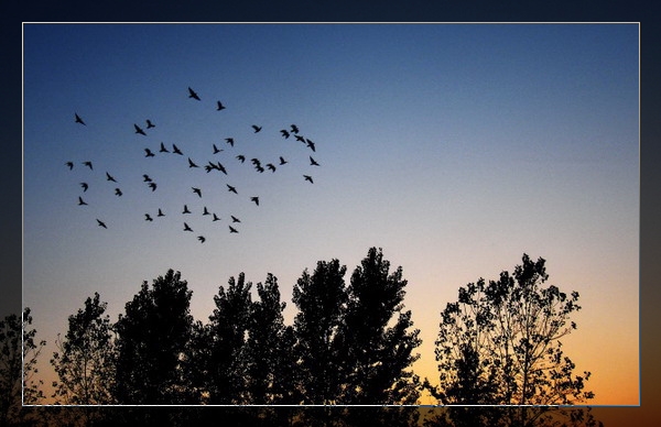 飞鸟暮归-600.jpg