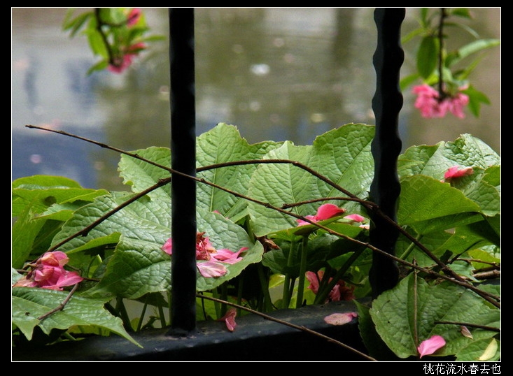 桃花流水01-700边框.jpg