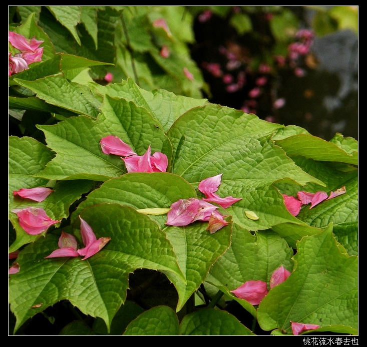 桃花流水02-700边框.jpg