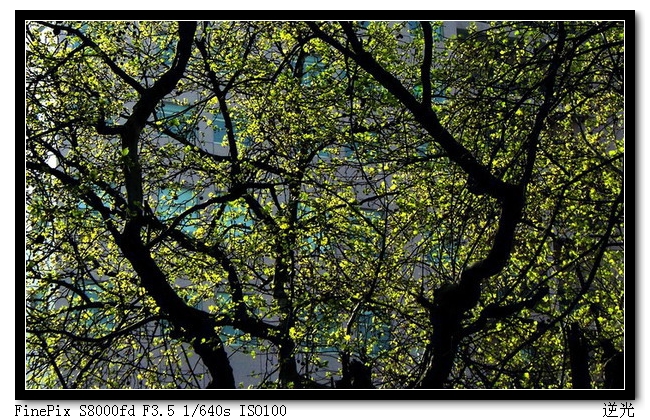 树影-600.jpg