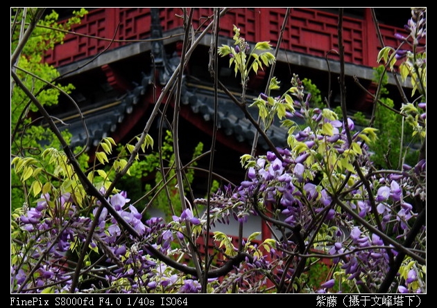 紫藤00-600.jpg