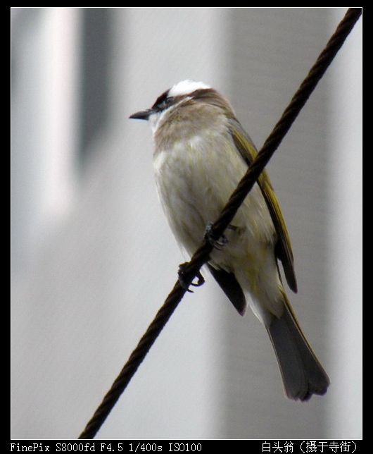 白头翁03-500.jpg
