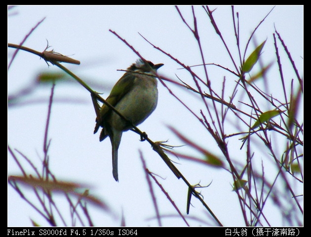 白头翁00-600.jpg