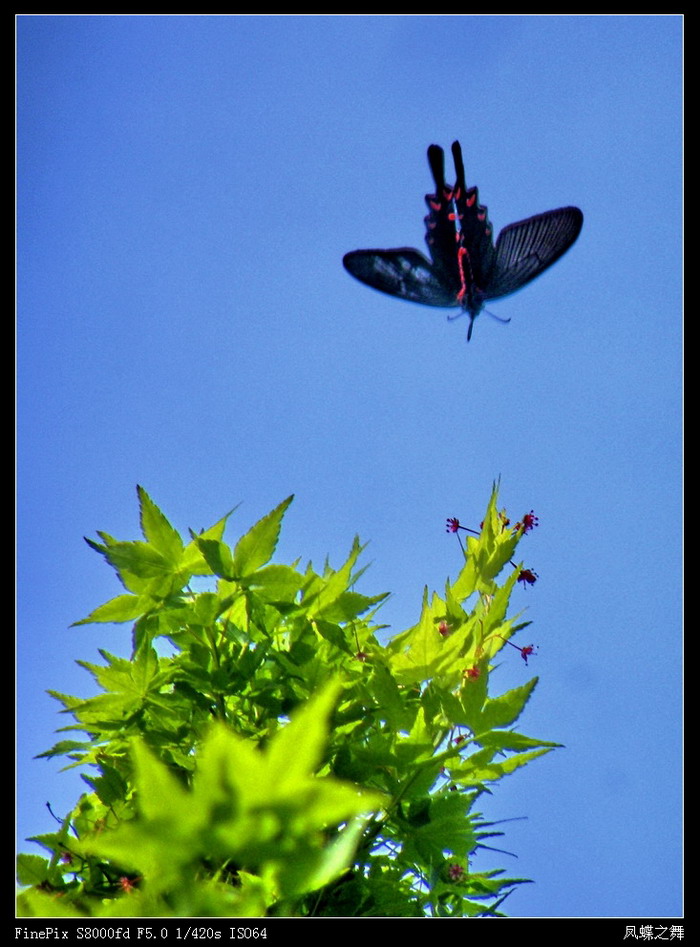 飞-凤蝶-700.jpg