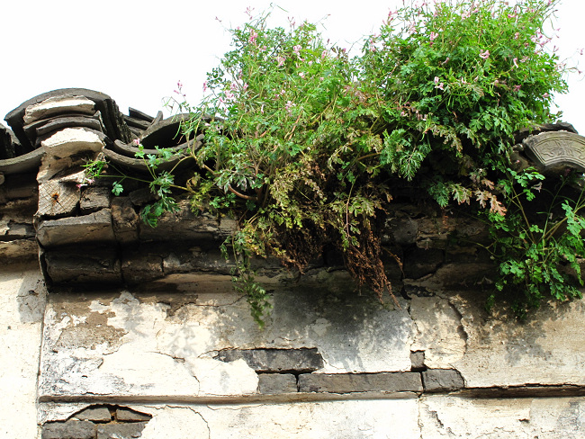 旧墙上的野花开得正盛。