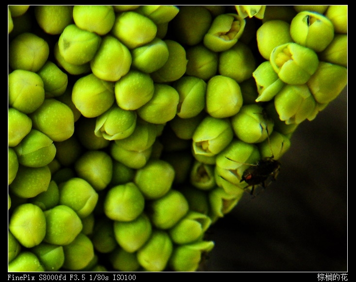 棕榈的花.jpg