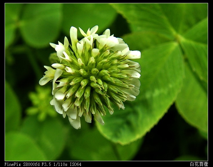 白花苜蓿-700.jpg