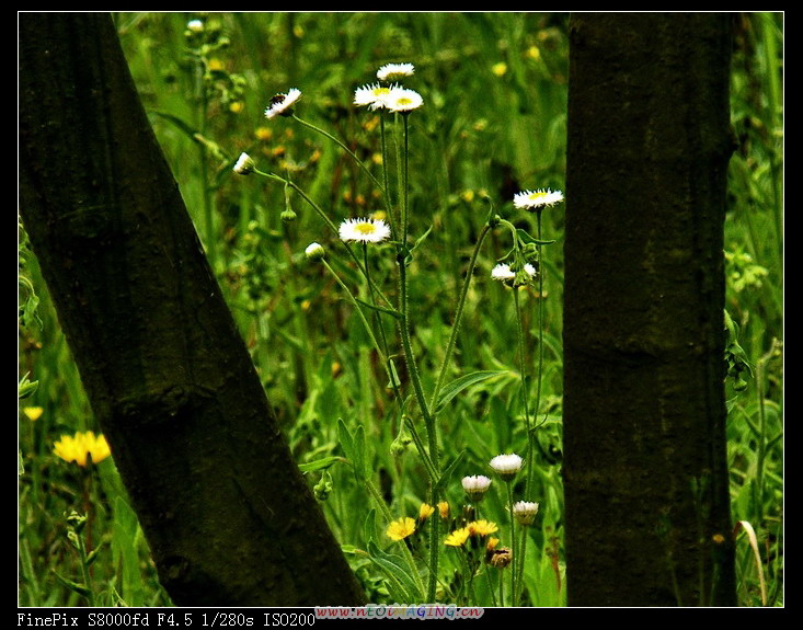 树间小草-700.jpg