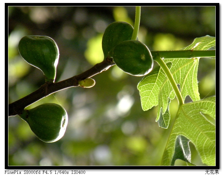 无花果-700.jpg