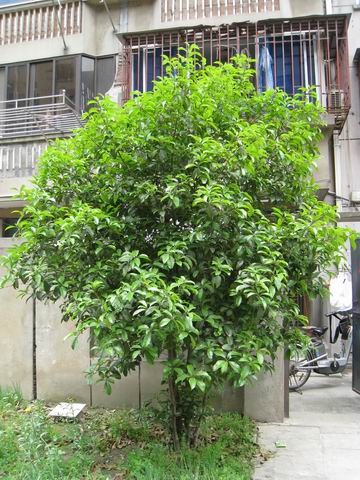 调整大小 旋转 IMG_0981.JPG