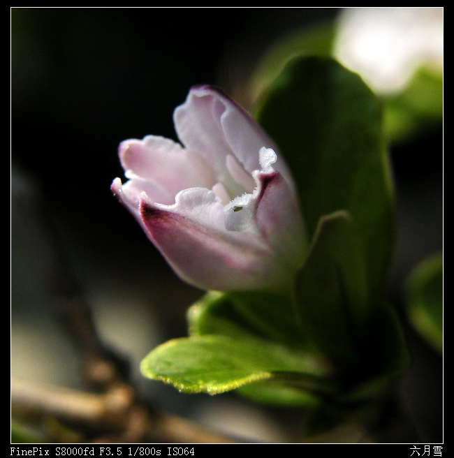 六月雪12.jpg