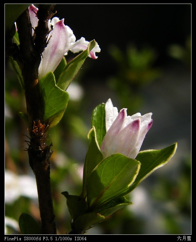 六月雪07.jpg