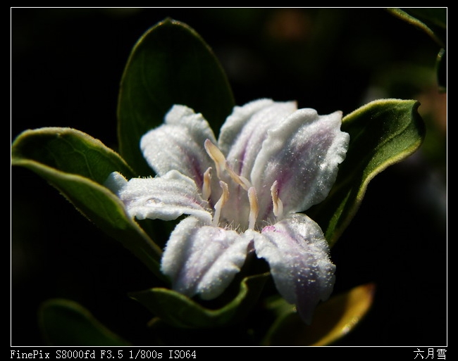 六月雪08-2.jpg