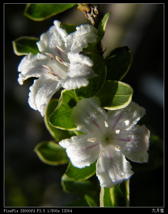 六月雪11.jpg