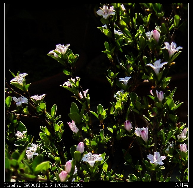 六月雪02.jpg