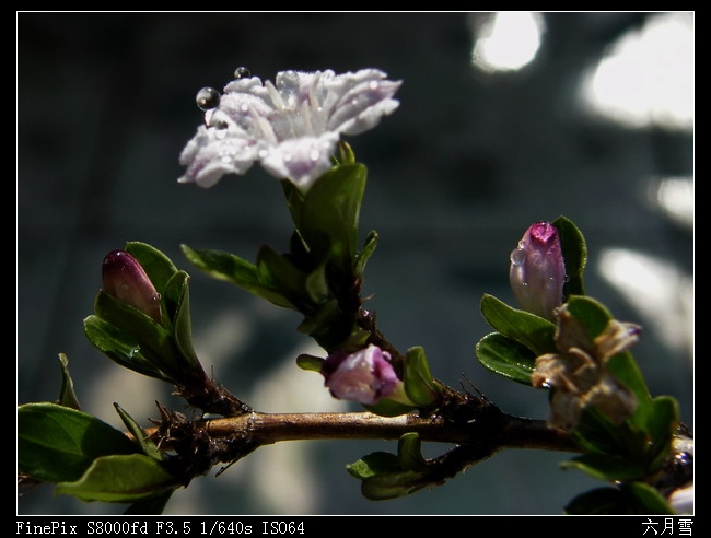 六月雪04.jpg
