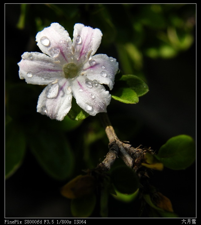 六月雪10-2.jpg