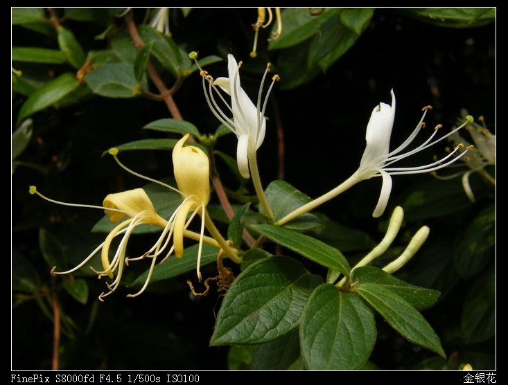 金银花01-700.jpg