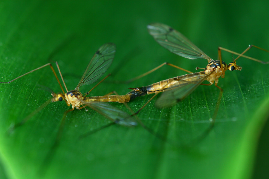 XXOO的大蚊，焦平没找准