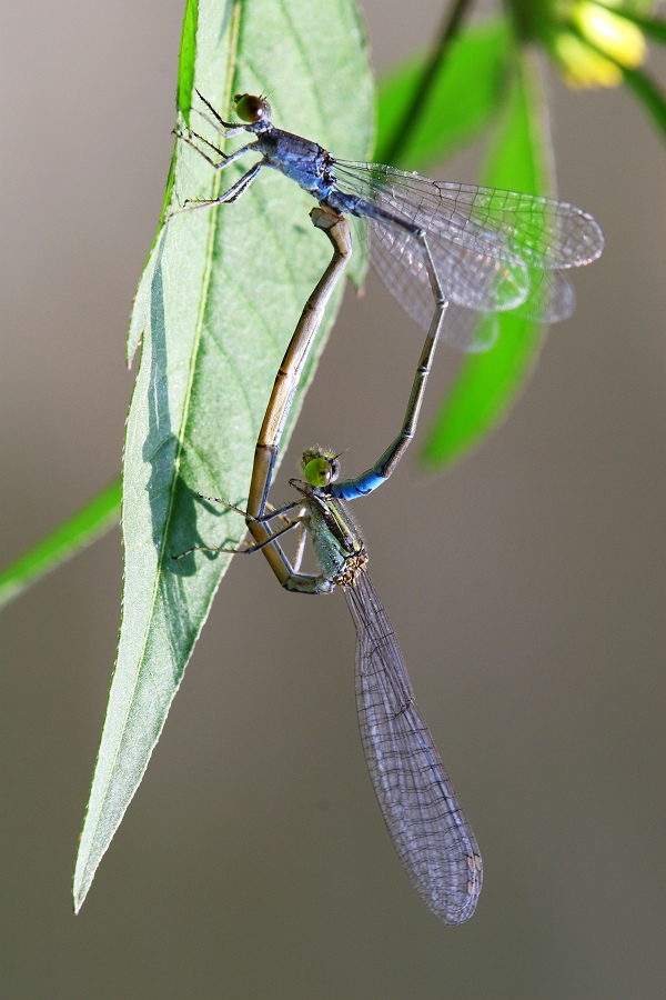 嘿，豆娘的XXOO动作