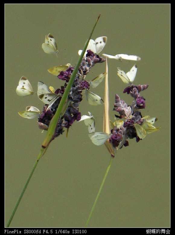 蝴蝶的舞会2.jpg