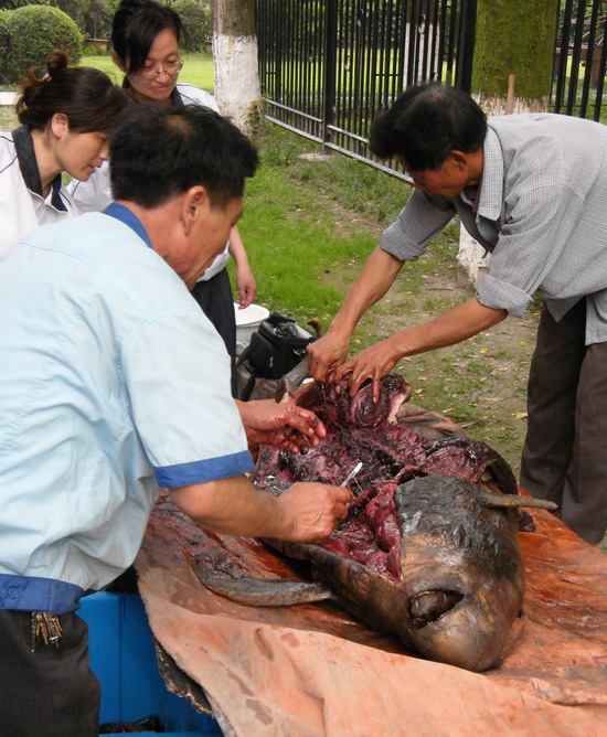 解剖江豚-660.jpg