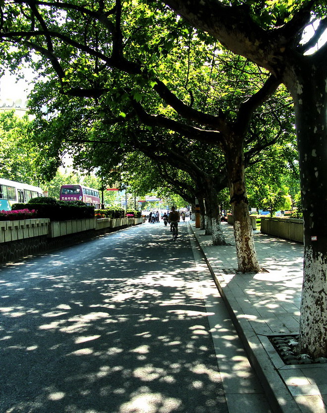 人民路的法国梧桐林荫-660.jpg