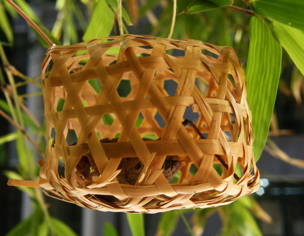 夏天到  蝈蝈叫05.jpg