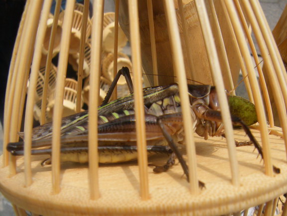 夏天到  蝈蝈叫02.jpg