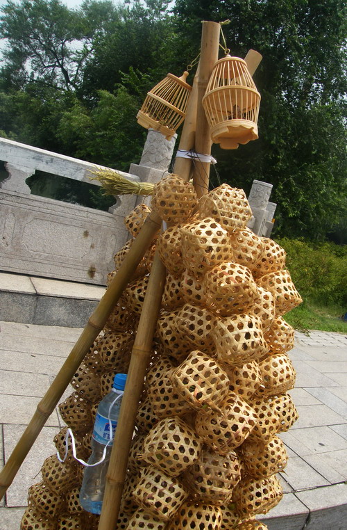 夏天到  蝈蝈叫01.jpg