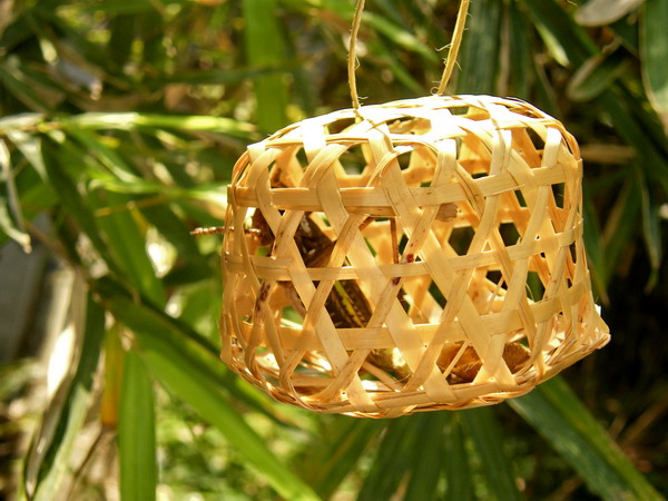 夏天到  蝈蝈叫03.jpg