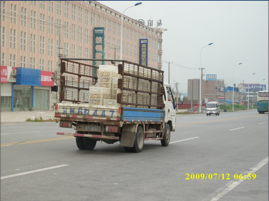 满是野生动物的车