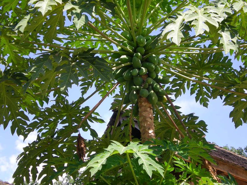 木瓜树，要采有点困难啊