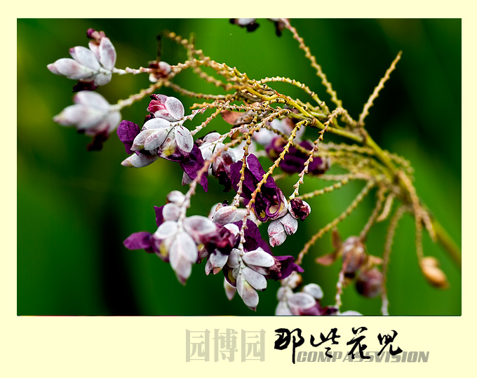 这种水草看着不起眼，还挺入镜