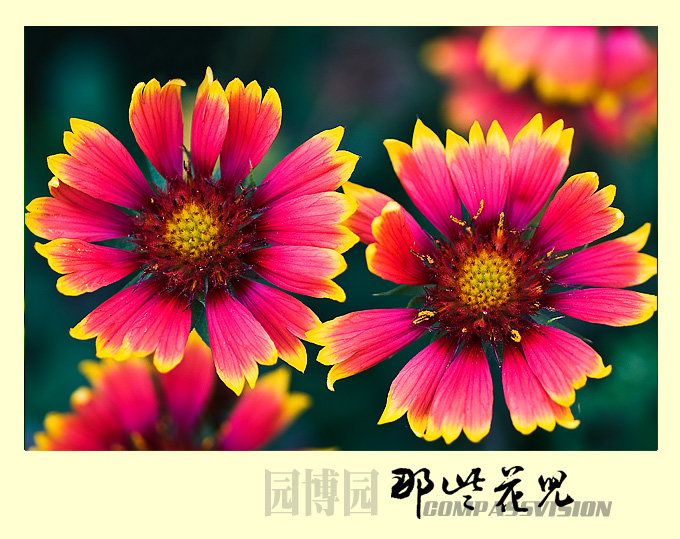 红黄绿它都包圆了