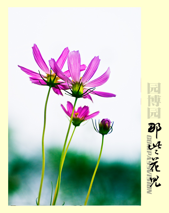 没有旋转屏，只能盲拍