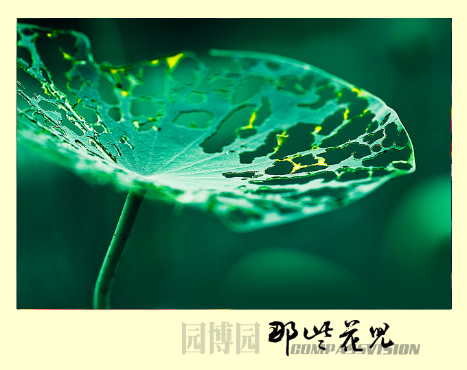 残缺之美，很震撼