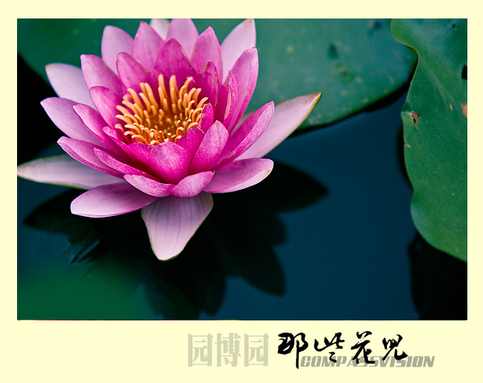 扬州区睡莲开得正艳，可惜只能俯拍