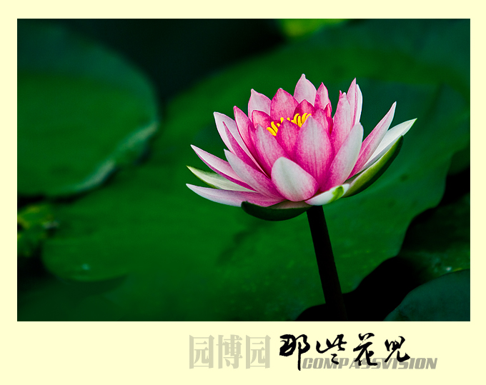 睡莲不太容易拍出新意，尽管这样还是非常美的