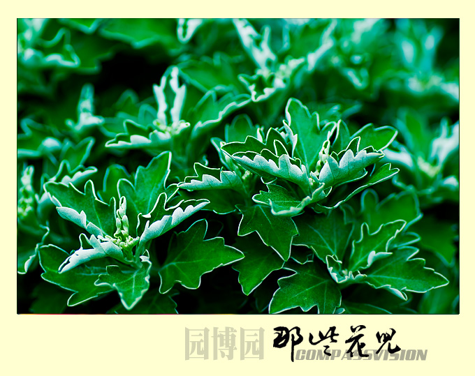 只有叶子没有菊花