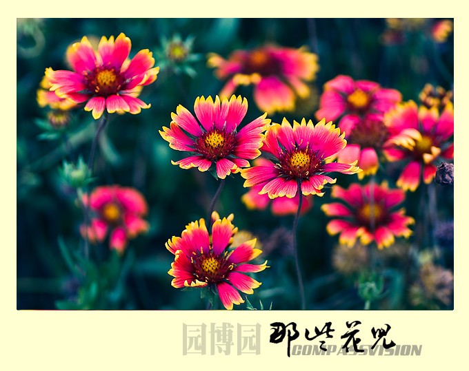 想象一下如果漫山遍野开满这种菊花，该是多么的美啊