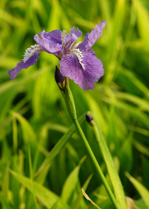 鸢尾花001_800.jpg